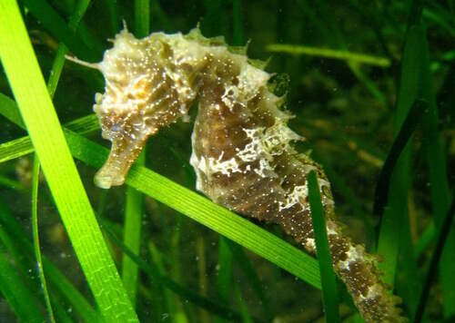 Long-snouted Seahorse