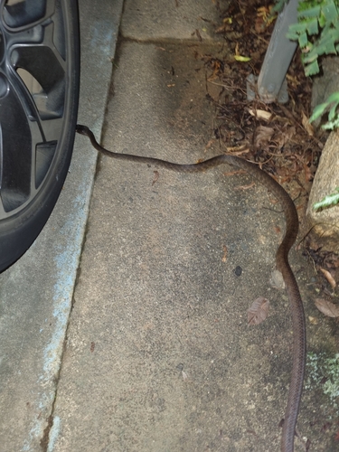 Brown Tree Snake sighting