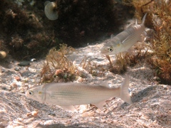 Golden Grey Mullet photo 5