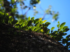 Hydrangea viburnoides, photograph 葉子, CC0, iNaturalist via GBIF