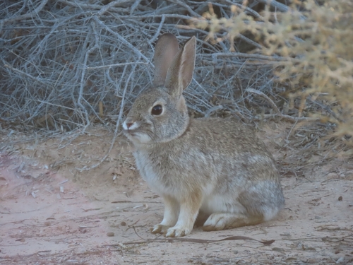 Desert Cottontail photographed in Nevada