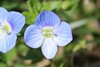 Bird's-eye Speedwell - Photo (c) reclassifier, some rights reserved (CC BY-NC)