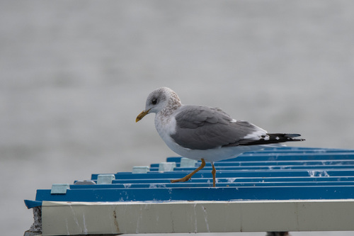 Kamchatka Gull｜堪察加鸥 参考照片