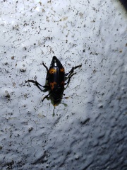Nicrophorus nepalensis