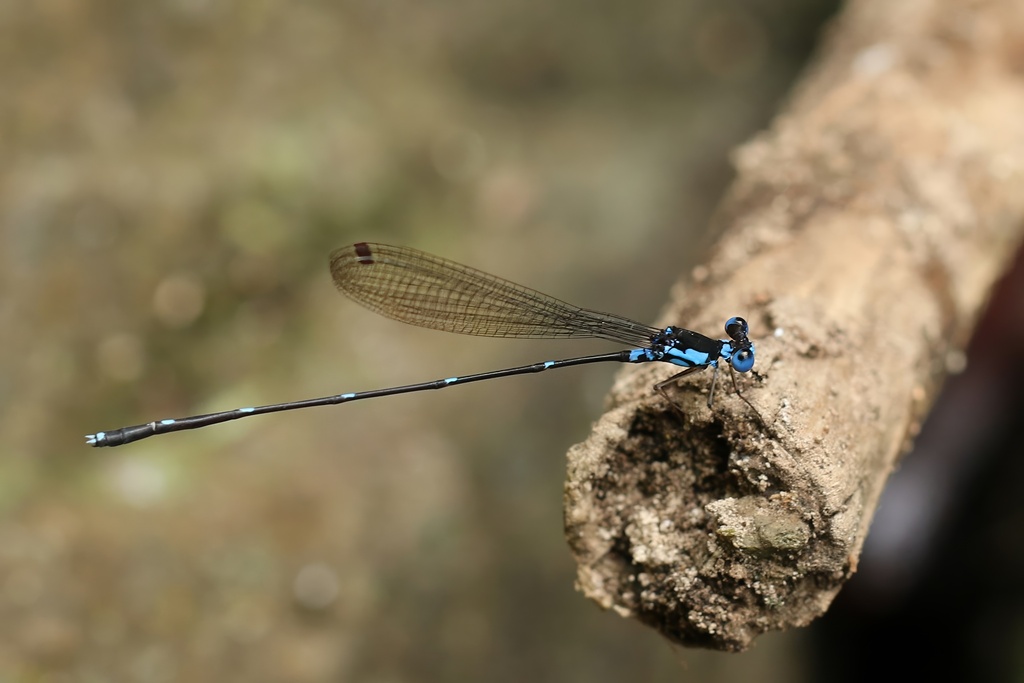 Risiocnemis serrata