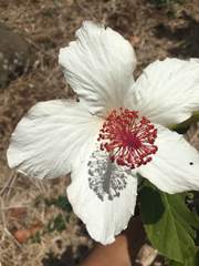Hibiscus arnottianus