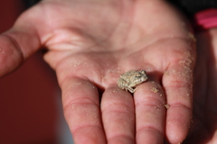 Tomopterna delalandii