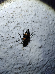 Nicrophorus nepalensis