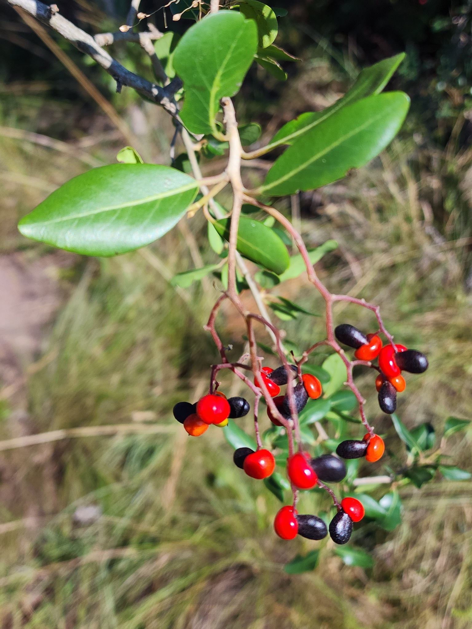 Metteniusaceae