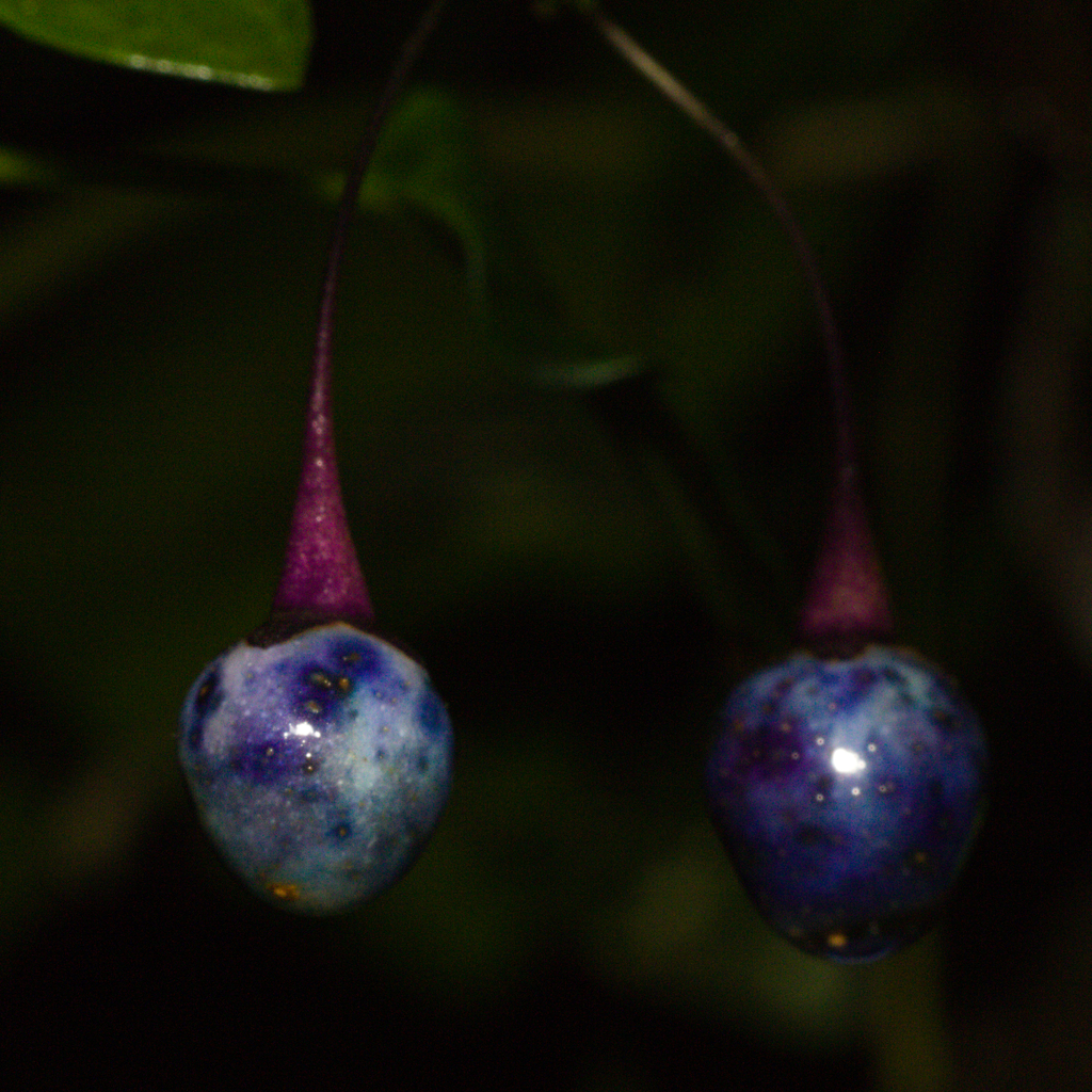 Solanum laxum, São José do Herval - RS, Brasil