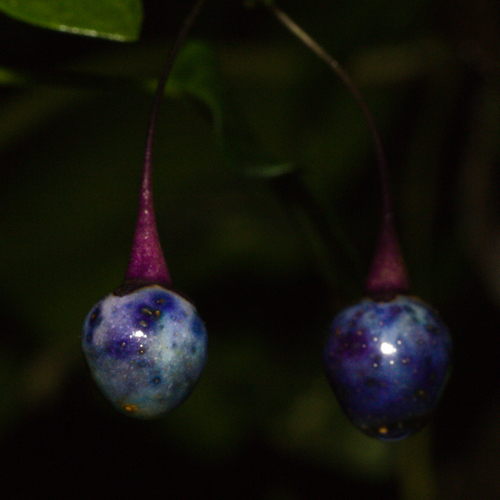 Solanum laxum