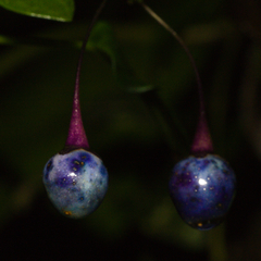 Solanum laxum