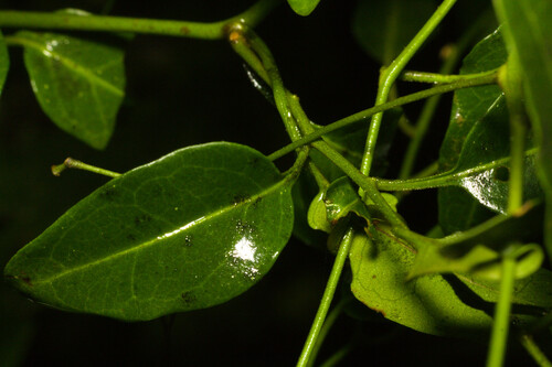 Solanum laxum