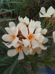 Tracheophyta