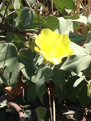 Gossypium tomentosum