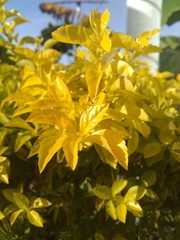 Tracheophyta