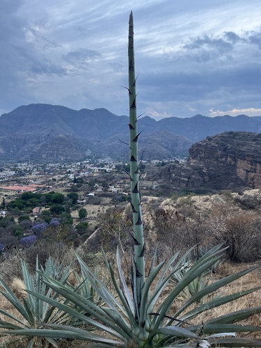 Foto de Agave-azul