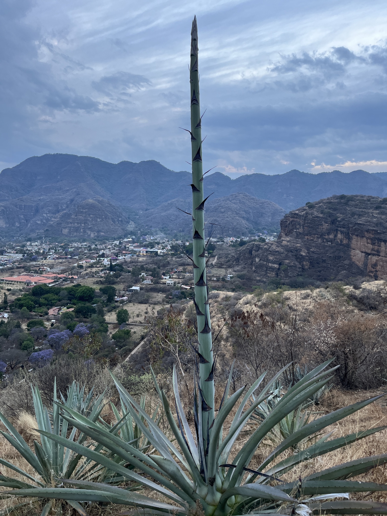 Imagem de Agave-azul