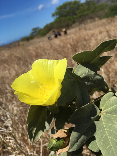 Gossypium tomentosum