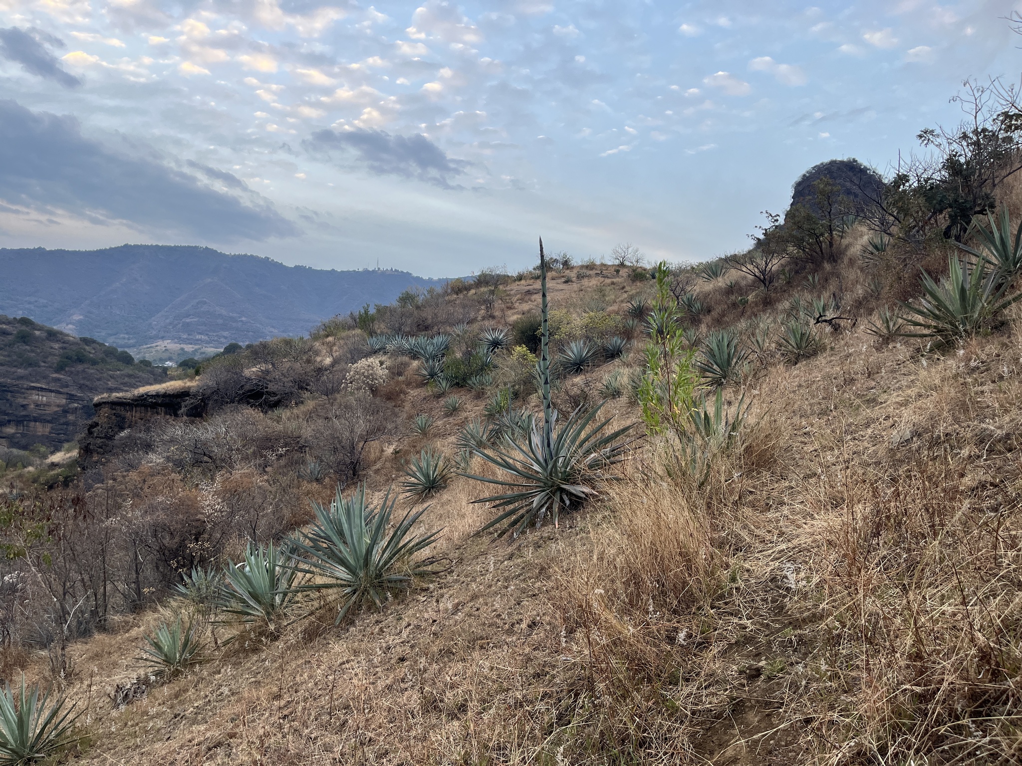 Imagem de Agave-azul