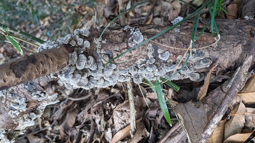 Trametes versicolor