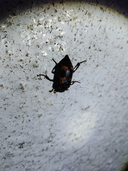 Nicrophorus nepalensis