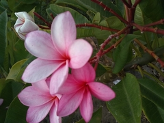Tracheophyta
