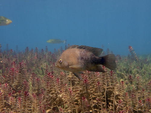 Texas-cichlide (Herichthys cyanoguttatus) — Cichlidae