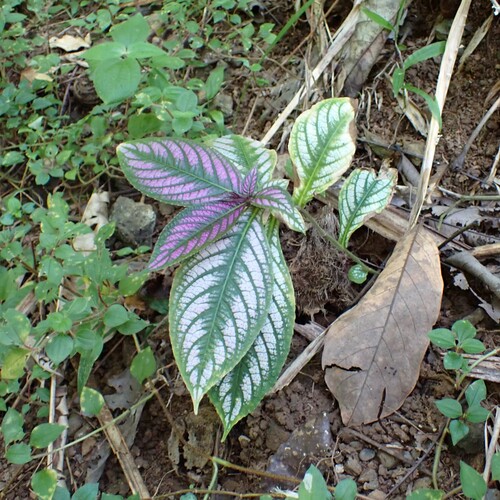 Foto de Escudo-persa
