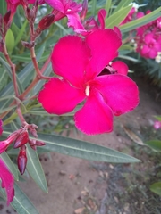 Tracheophyta