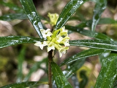 (c) 黃美滿, some rights reserved (CC BY) Daphne arisanensis, photograph (c) 黃美滿, some rights reserved (CC BY)