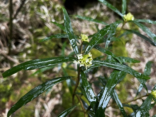 Daphne arisanensis, photograph 6