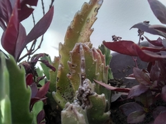 Tracheophyta