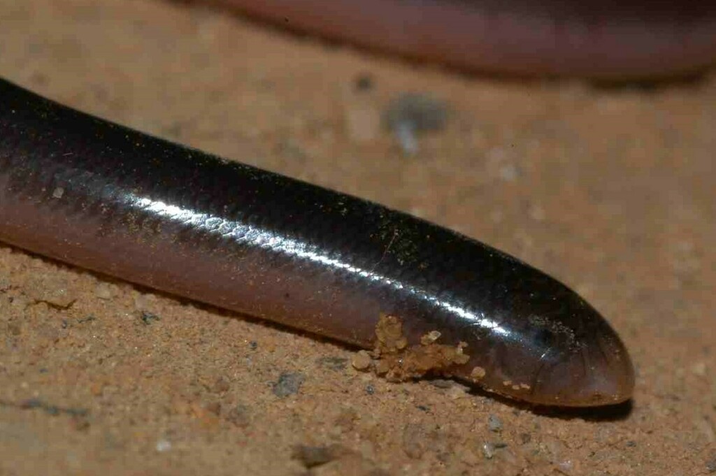 Mocquard's Worm Snake