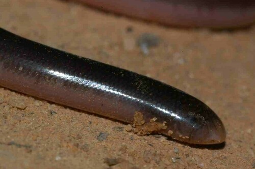 Mocquard's Worm Snake, Madatyphlops decorsei