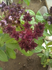 Tracheophyta
