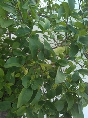 Tracheophyta
