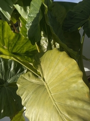 Tracheophyta