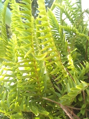 Tracheophyta