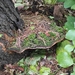 Fuscoporia torulosa (Fuscoporia torulosa)