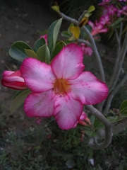 Tracheophyta