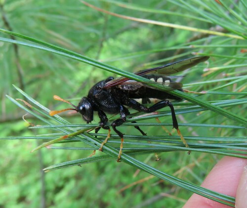 Elm sawfly