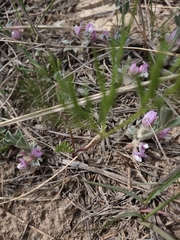 Astragalus shortianus