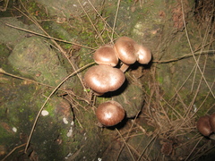 Fungi