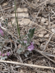 Astragalus shortianus