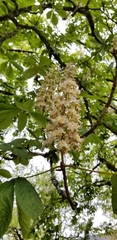 Aesculus hippocastanum