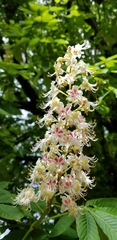 Aesculus hippocastanum