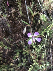 Clarkia delicata