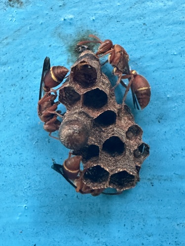 Ropalidia galimatia