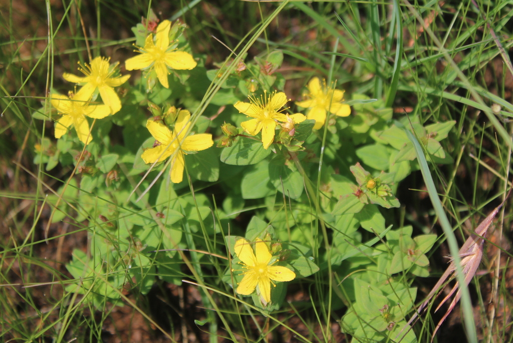Small Hypericum small Hypericum from Ehlanzeni District Municipality, South Africa on ...